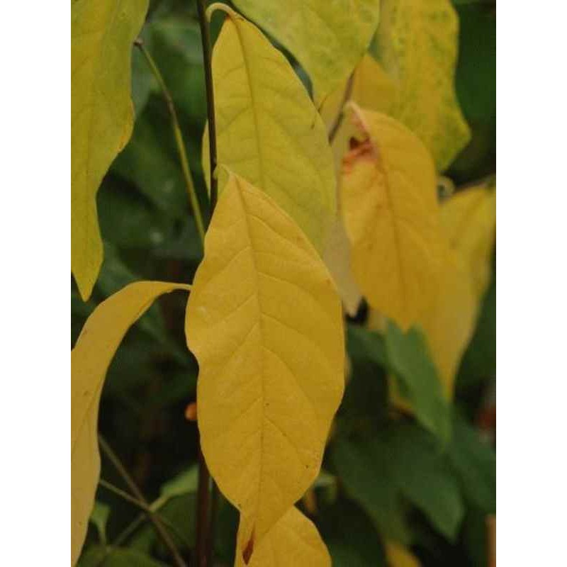 Lindera angustifolia Lindera angustifolia