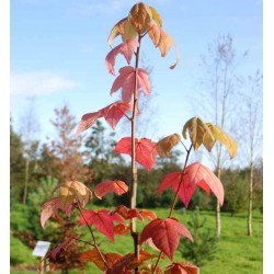Liquidambar acalycina 'Burgundy Flush'