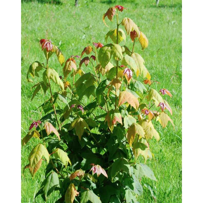 Liquidambar acalycina 'Burgundy Flush'