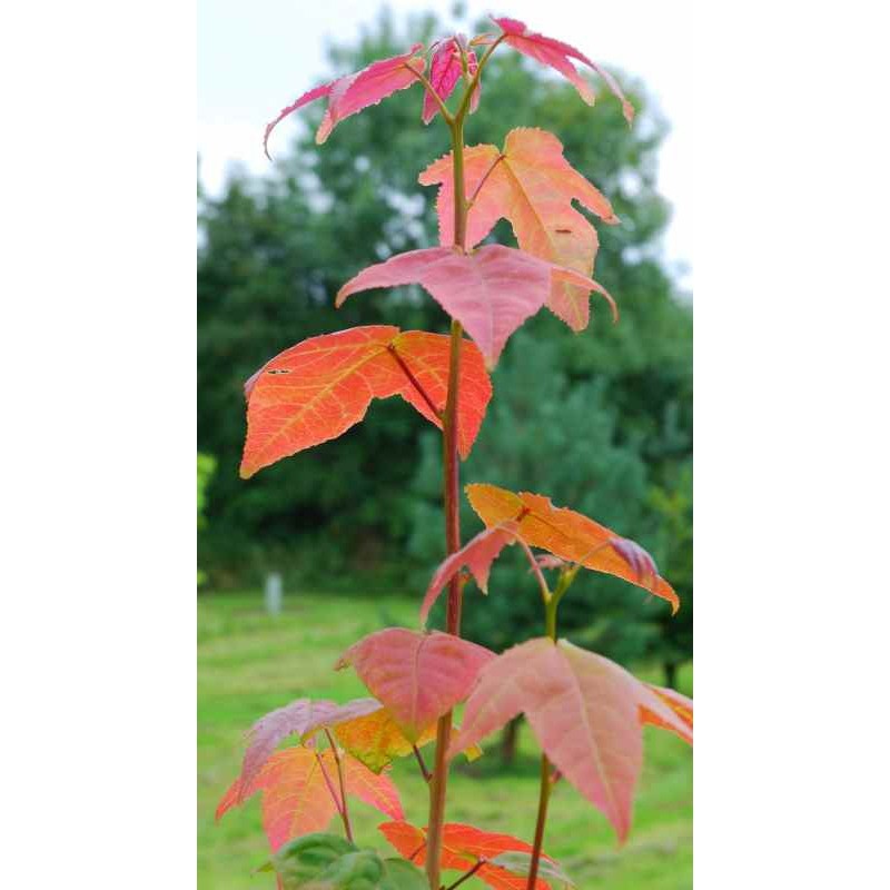 Liquidambar acalycina 'Burgundy Flush'