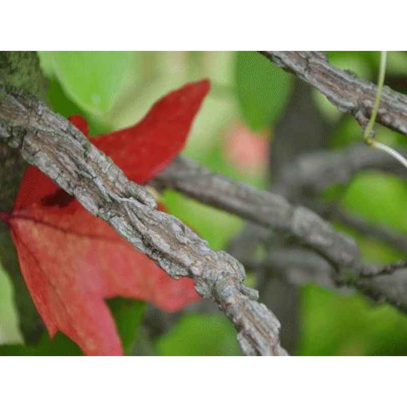 Liquidambar styraciflua  'Corky'