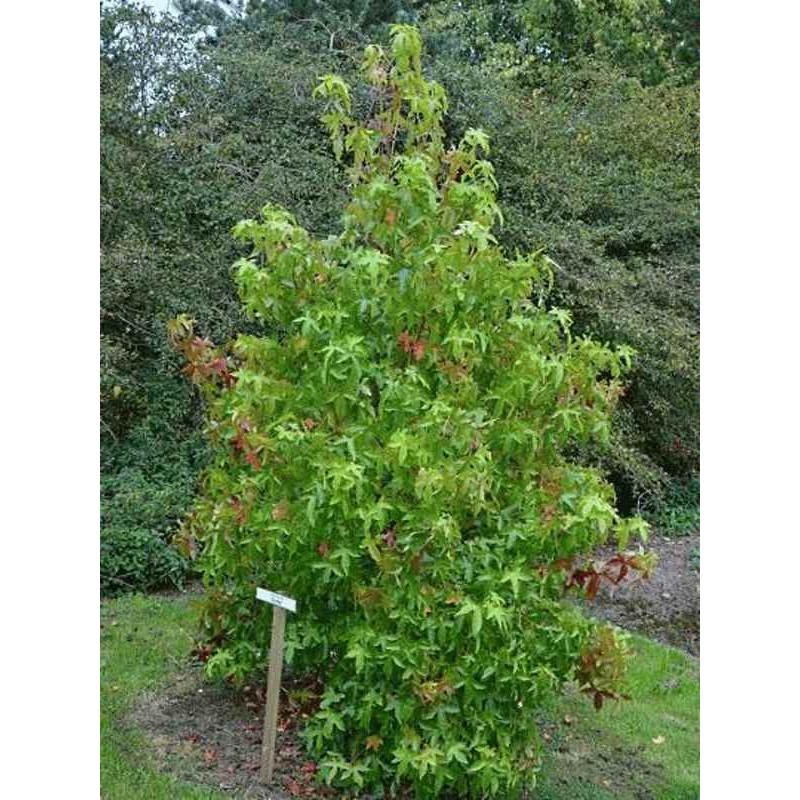 Liquidambar styraciflua  'Corky'