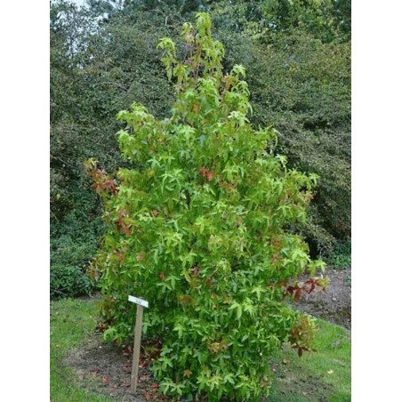 Liquidambar styraciflua  'Corky' Liquidambar styraciflua  'Corky'