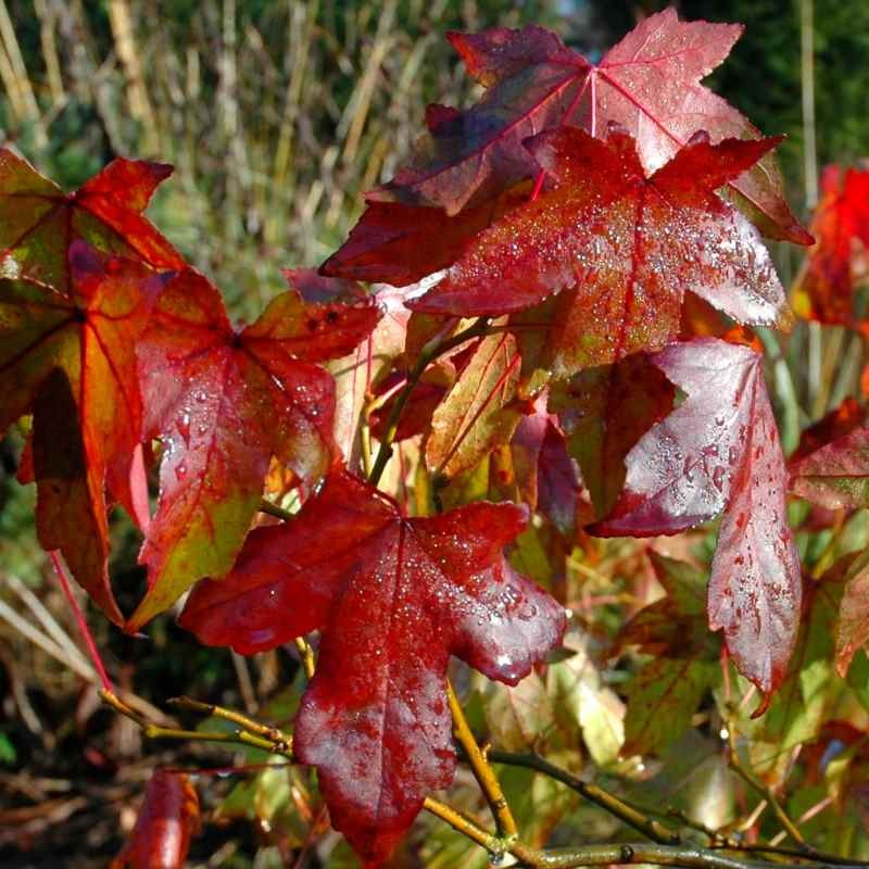 Liquidambar styraciflua 'Burgundy'