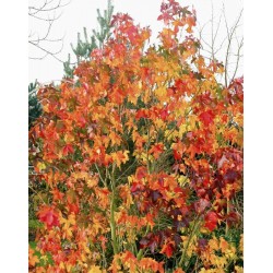 Liquidambar styraciflua 'Burgundy'