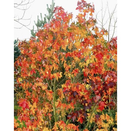 Liquidambar styraciflua 'Burgundy' Liquidambar styraciflua 'Burgundy'