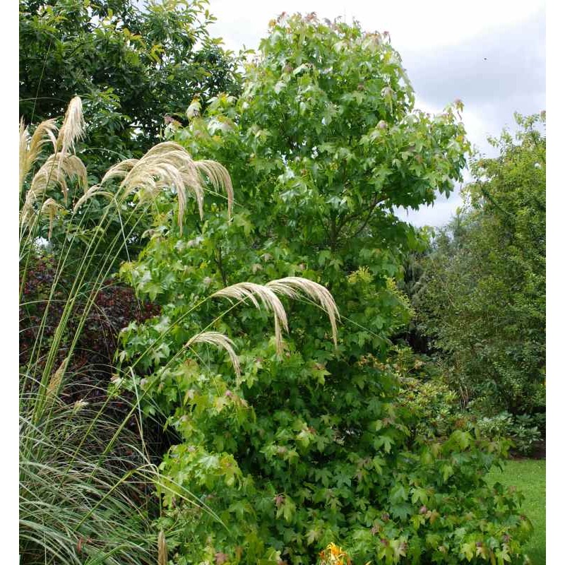 Liquidambar styraciflua 'Burgundy'