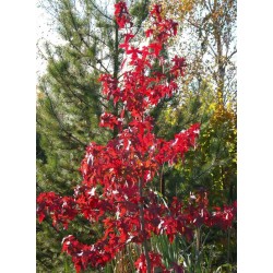 Liquidambar styraciflua 'Festival'