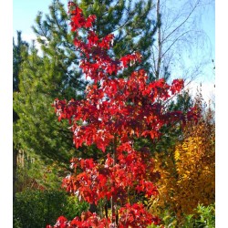 Liquidambar styraciflua 'Festival' - red autumn colour