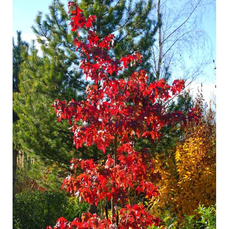 Liquidambar styraciflua 'Festival' - red autumn colour