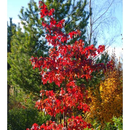 Liquidambar styraciflua 'Festival' - red autumn colour Liquidambar styraciflua 'Festival' - red autumn colour