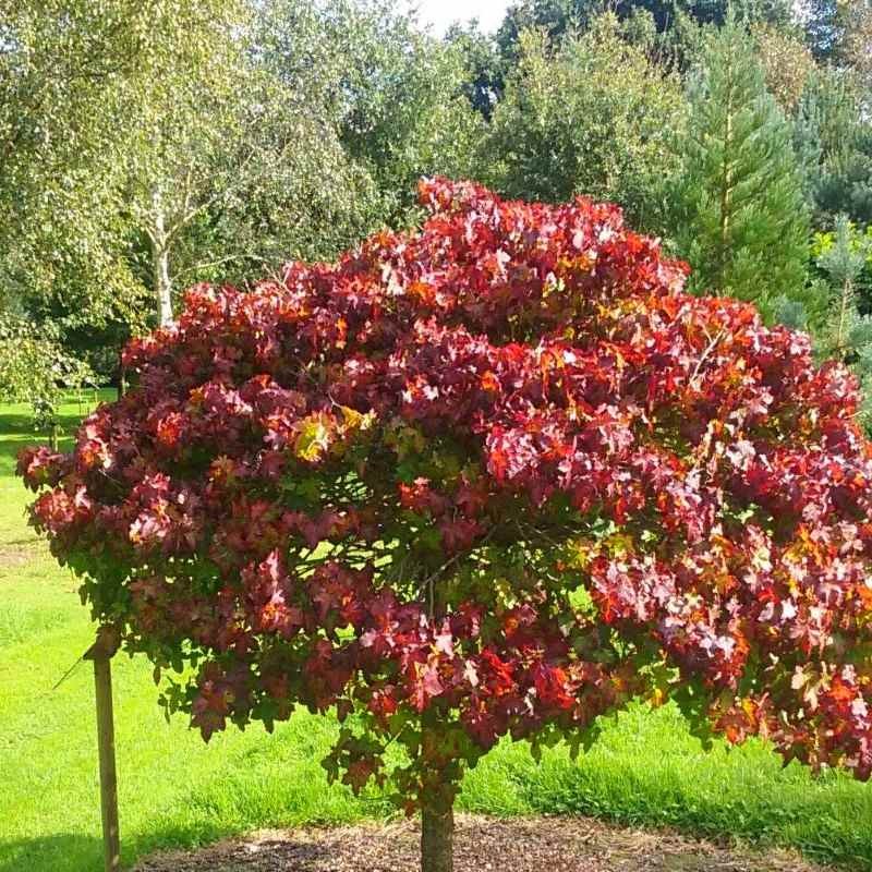 Liquidambar styraciflua 'Gum Ball'