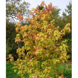 Liquidambar styraciflua 'Moonbeam'