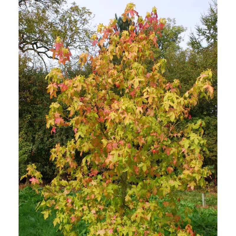 Liquidambar styraciflua 'Moonbeam' Liquidambar styraciflua 'Moonbeam'