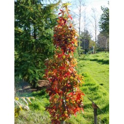 Liquidambar styraciflua 'Slender Silhouette'