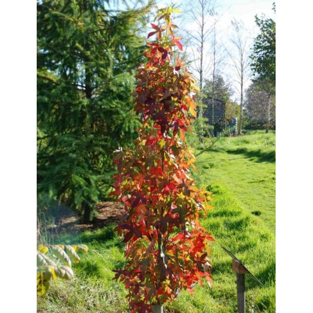 Liquidambar styraciflua 'Slender Silhouette' Liquidambar styraciflua 'Slender Silhouette'