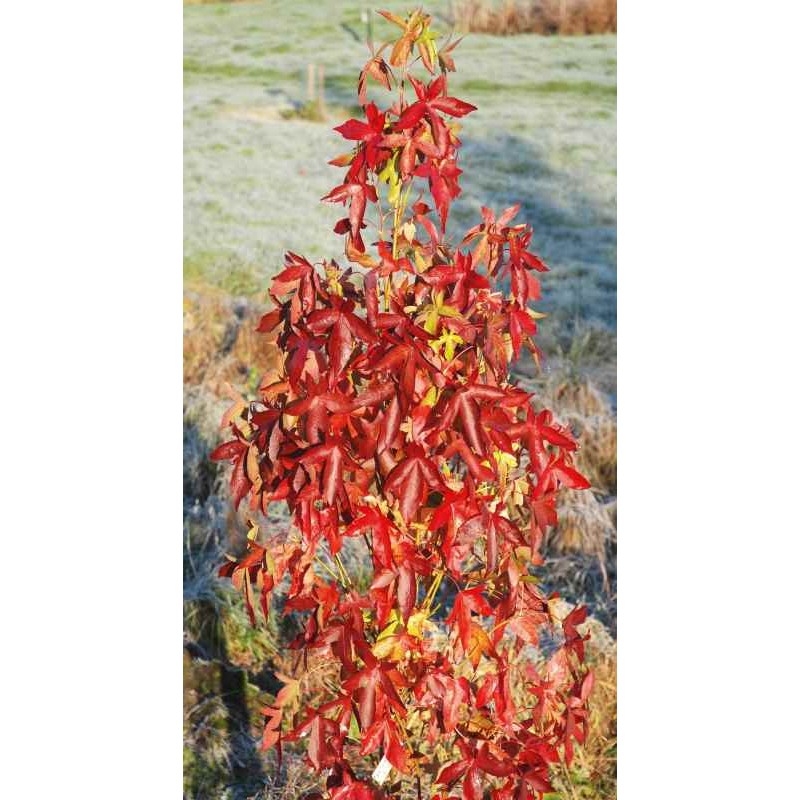 Liquidambar styraciflua 'Slender Silhouette'