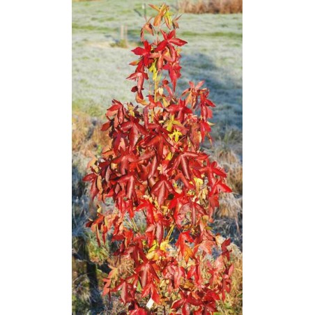 Liquidambar styraciflua 'Slender Silhouette' Liquidambar styraciflua 'Slender Silhouette'