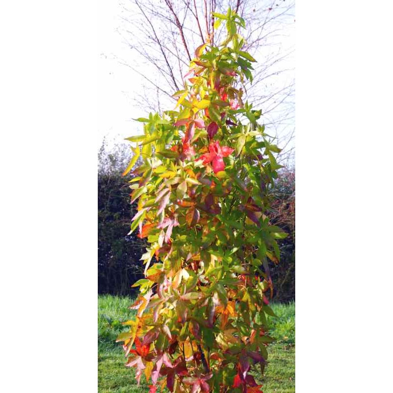 Liquidambar styraciflua 'Slender Silhouette'