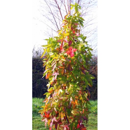 Liquidambar styraciflua 'Slender Silhouette' Liquidambar styraciflua 'Slender Silhouette'