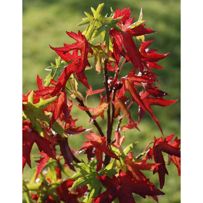 Liquidambar styraciflua 'Stared'