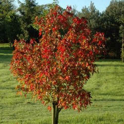 Liquidambar styraciflua 'Stared'
