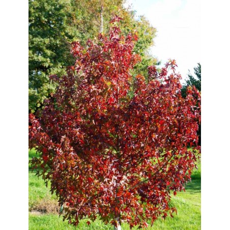 Liquidambar styraciflua 'Stella' - autumn colour