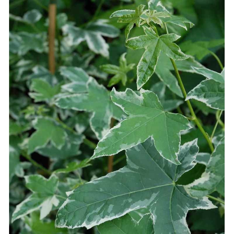Liquidambar styraciflua 'Silver King'