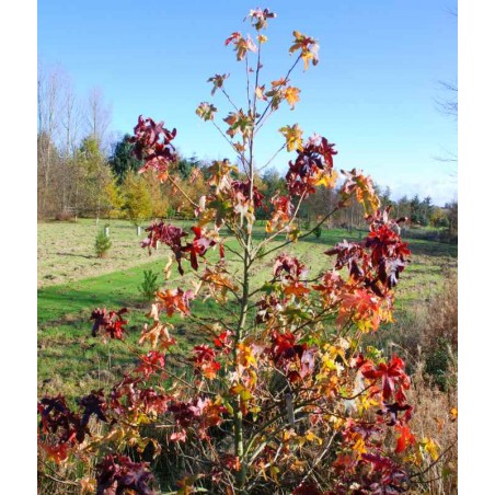 Liquidambar styraciflua 'Silver King'