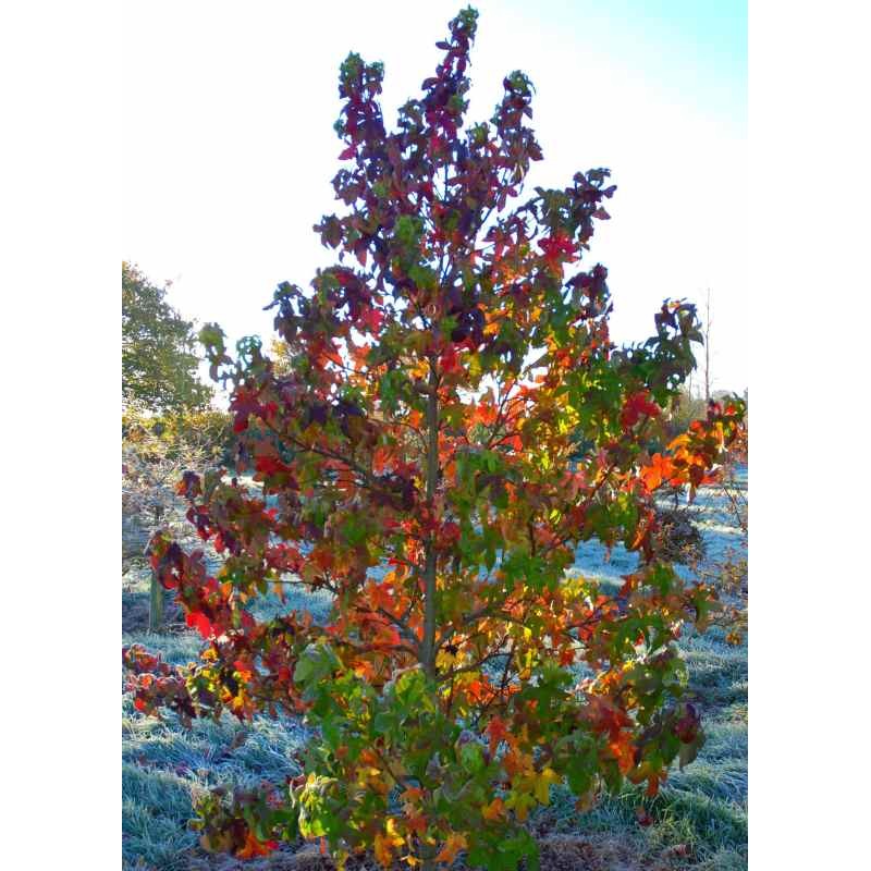 Liquidambar styraciflua 'Fastigiata' Liquidambar styraciflua 'Fastigiata'