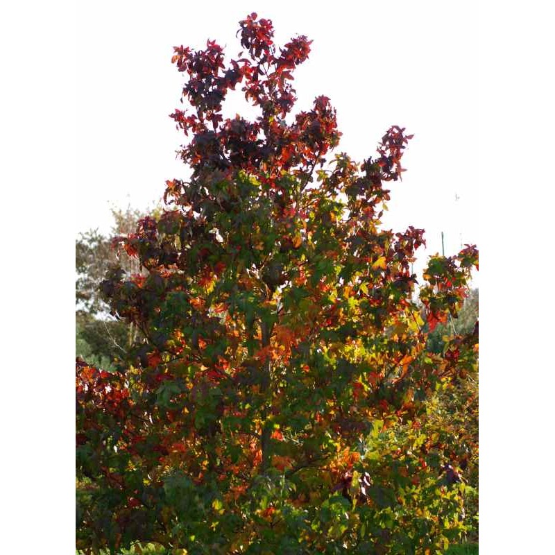Liquidambar styraciflua 'Fastigiata'