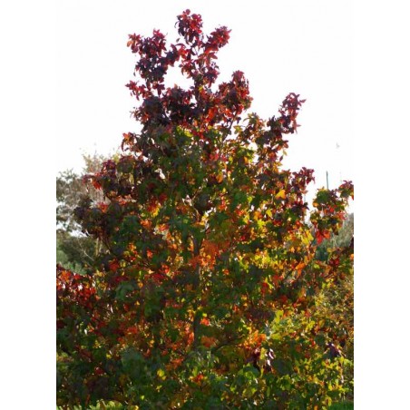 Liquidambar styraciflua 'Fastigiata' Liquidambar styraciflua 'Fastigiata'