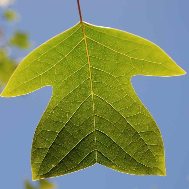 Liriodendron chinensis