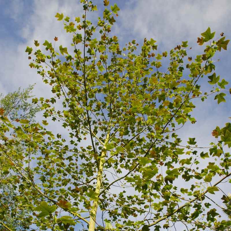 Liriodendron chinensis