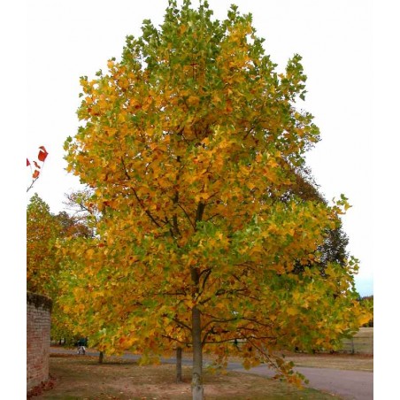 Liriodendron tulipifera Liriodendron tulipifera