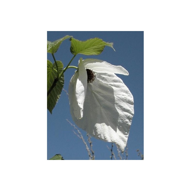 Davidia involucrata