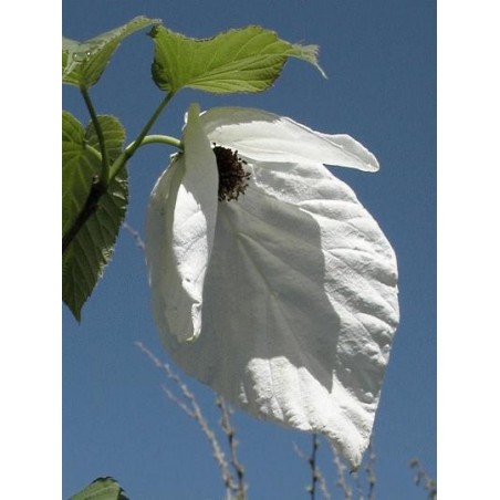 Davidia involucrata Davidia involucrata