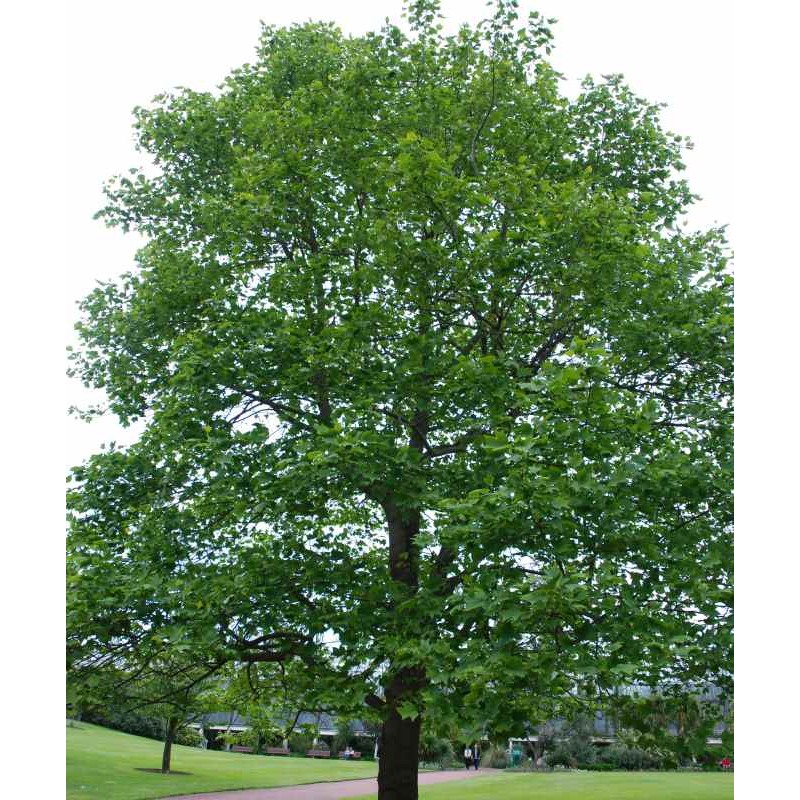 Liriodendron tulipifera