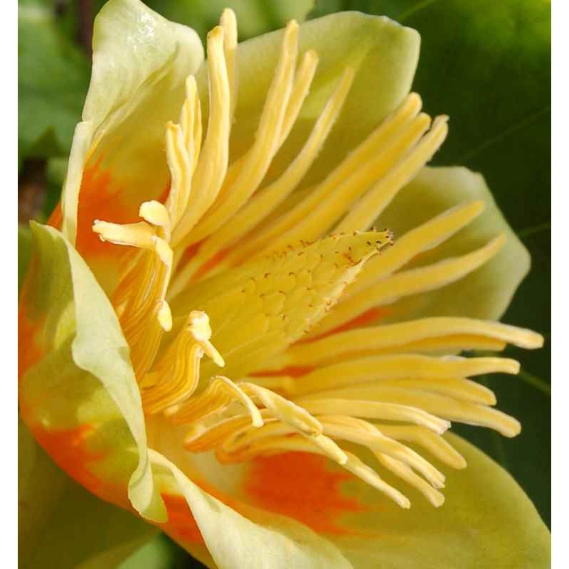 Liriodendron tulipifera