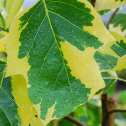 Liriodendron tulipifera 'Aureomarginatum'