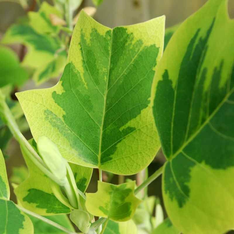 Liriodendron tulipifera 'Aureomarginatum'