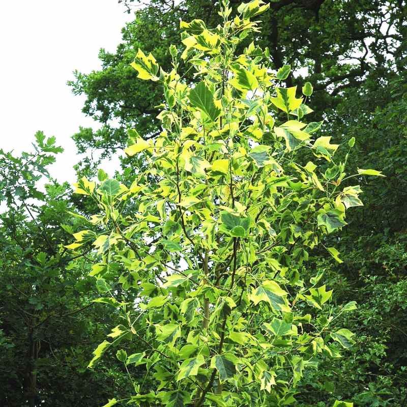 Liriodendron tulipifera 'Aureomarginatum'
