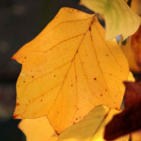 Liriodendron tulipifera 'Fastigiatum' Liriodendron tulipifera 'Fastigiatum'