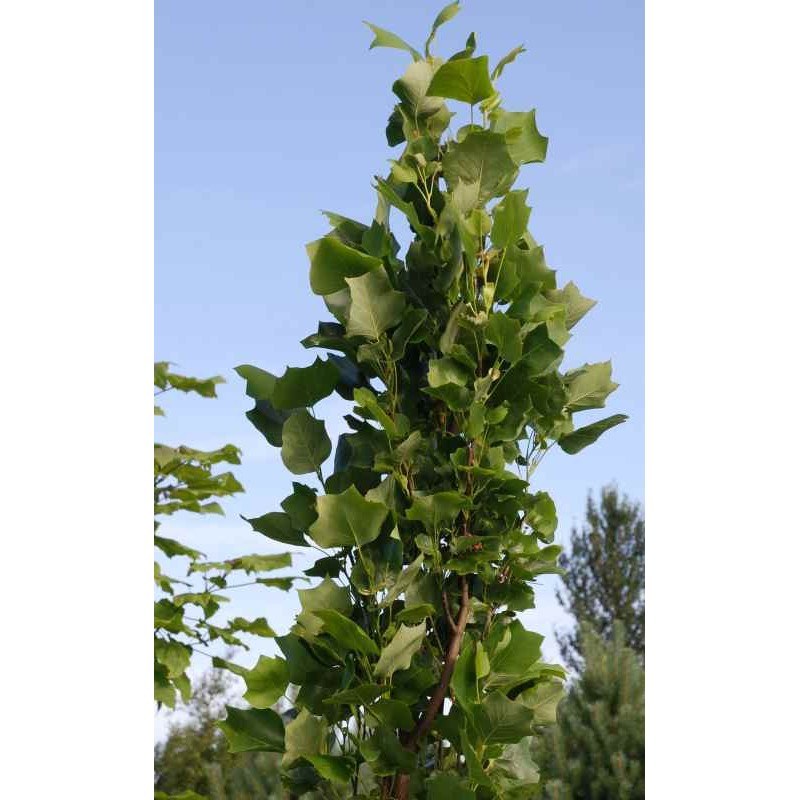 Liriodendron tulipifera 'Fastigiatum' - narrow, upright habit