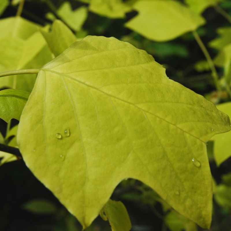 Liriodendron tulipifera 'Glen Gold'