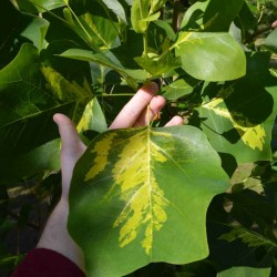 Liriodendron tulipifera 'Purgatory' - variegated leaves