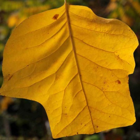 Liriodendron x 'Doc Deforce's Delight' Liriodendron x 'Doc Deforce's Delight'