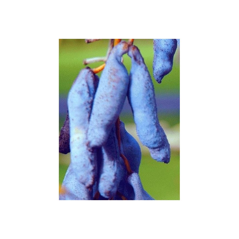 Decaisnea fargesii - fruit close up