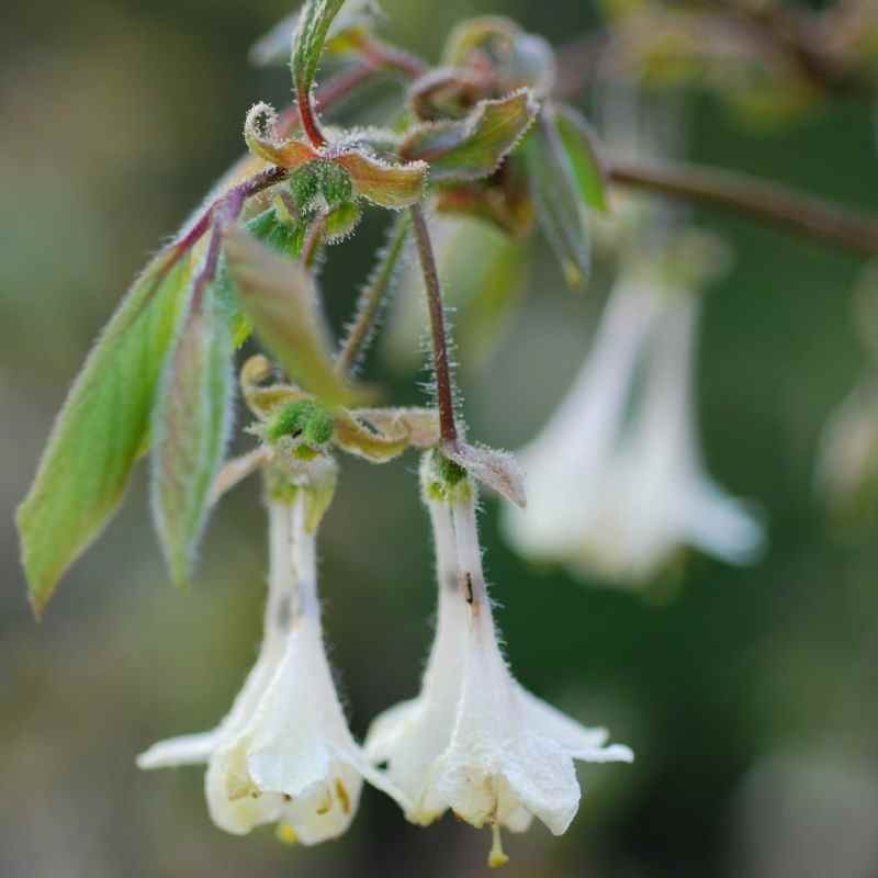 Lonicera elisae Lonicera elisae