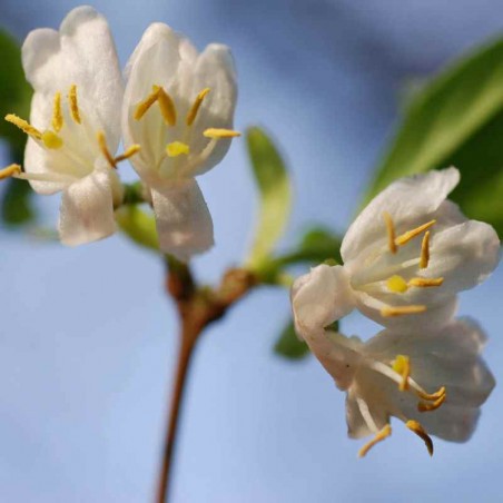 Lonicera elisae Lonicera elisae